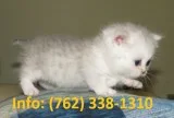 Thoapg munchkin kittens for sale 