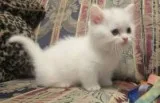 Female adorable cute kitten for sale