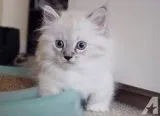 Munchkin kitten for sale