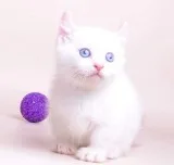 Adorable kitten for sale