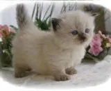 Two adorable kitten for sale