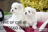 Ggfgfgf t-cup male/female maltese pupp