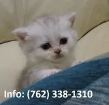 Blzdp munchkin kittens for sale 