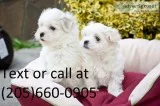 Ddd maltese puppies available call((20