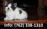 Pqamd munchkin kittens for sale 