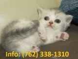 Ylwdje munchkin kittens for sale 