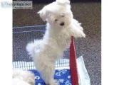  t-cup maltese puppies available call(