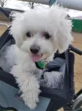 Two t-cup male/female maltese puppies