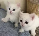 Male an female sweet kitten for sale