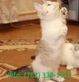 Jwaldo munchkin kittens for sale 