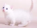 Beautiful kitten for sale