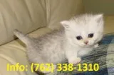 Rkwmsa munchkin kittens for sale 