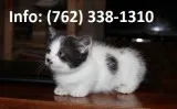 Laofhs munchkin kittens for sale 