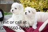 Cute maltese puppies available 