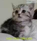 Zlksfu munchkin kittens for sale 