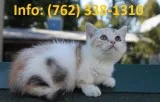 Cedkjd munchkin kittens for sale 