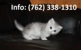 Oliskdn munchkin kittens for sale 