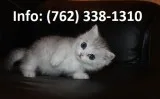 Uheysf munchkin kittens for sale 