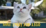 Vdkrog munchkin kittens for sale 