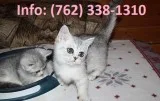 Pdjels munchkin kittens for sale 