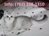 Yemeuf munchkin kittens for sale 