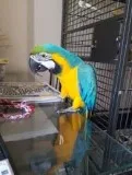 Sweet macaw for sale