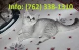 Irelxik munchkin kittens for sale 