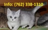 Tdifke munchkin kittens for sale 