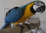 Adorable macaw for sale