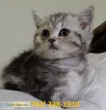 Xaselid munchkin kittens for sale 
