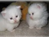 Munchkin ready for sale