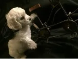  bichon frise puppies for sale