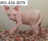 Hairless sphynx kitten m/f