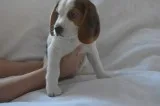 Akc beagle puppies, champion bloodlines