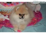 Puppy