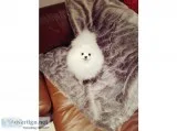 Puppy