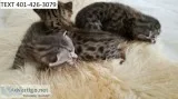 Sdgte bengal kittens young m/f