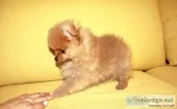 Akc pomeranian puppies
