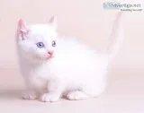 Healthy munchkin kitten for sale 