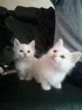 Male an female great kitten for sale 