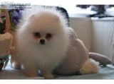 Puppy