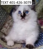 Bdfre ragdoll kittens available