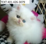 Mhd persian kittens white m/f