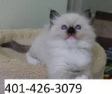 Fgteg ragdoll male and female kittens