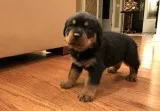Purebred german rottweiler puppies