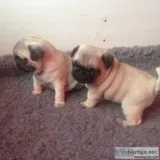 Wonderful pug puppies ready for re-homin