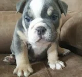 Akc english bulldogg looking for new hom