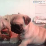 Pleasant pug puppies ready for re-homing