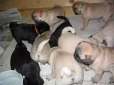Fair pug puppies ready for re-homing