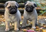 Energetic pug puppies ready for re-homin